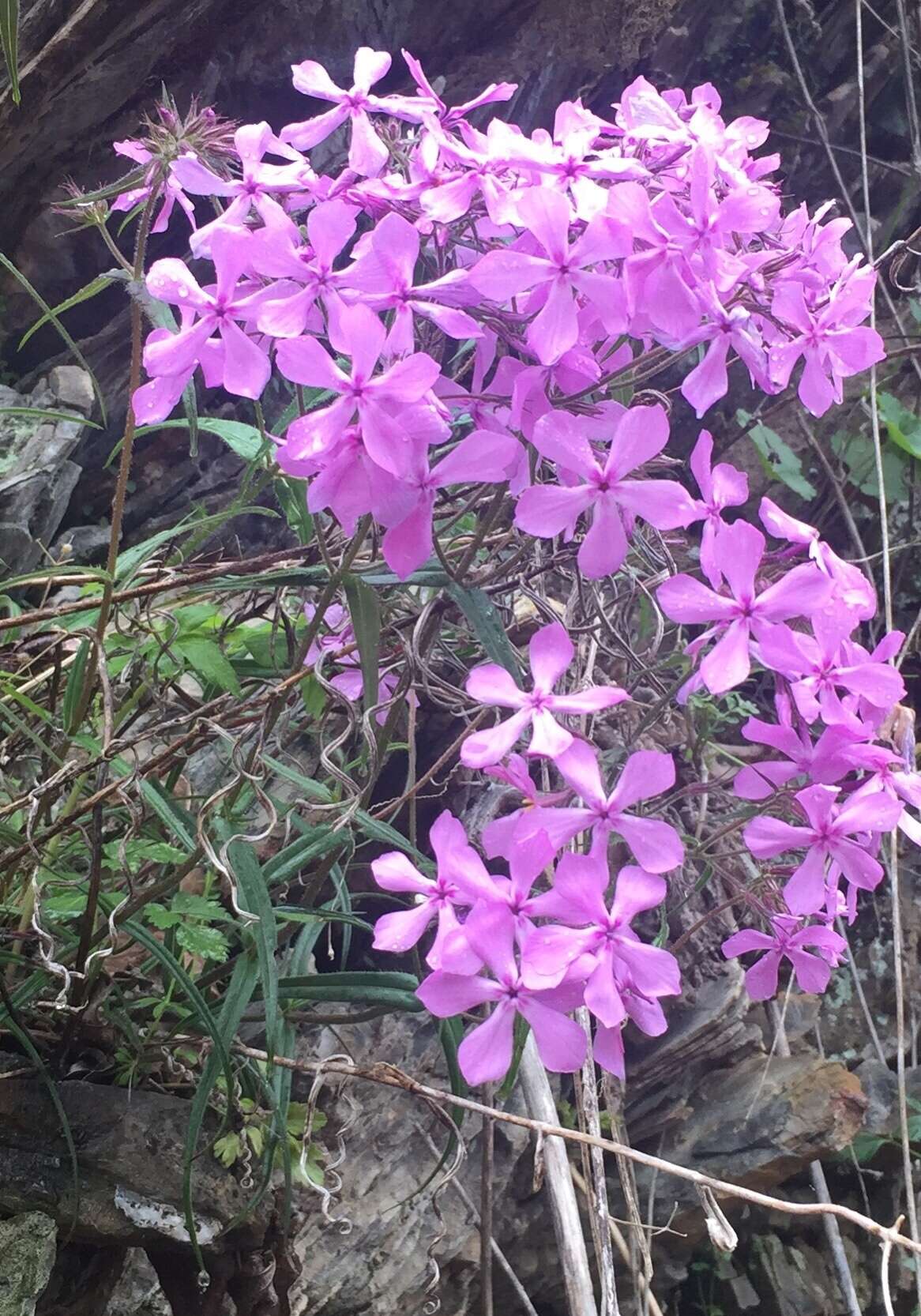 Sivun Phlox pilosa subsp. pilosa kuva