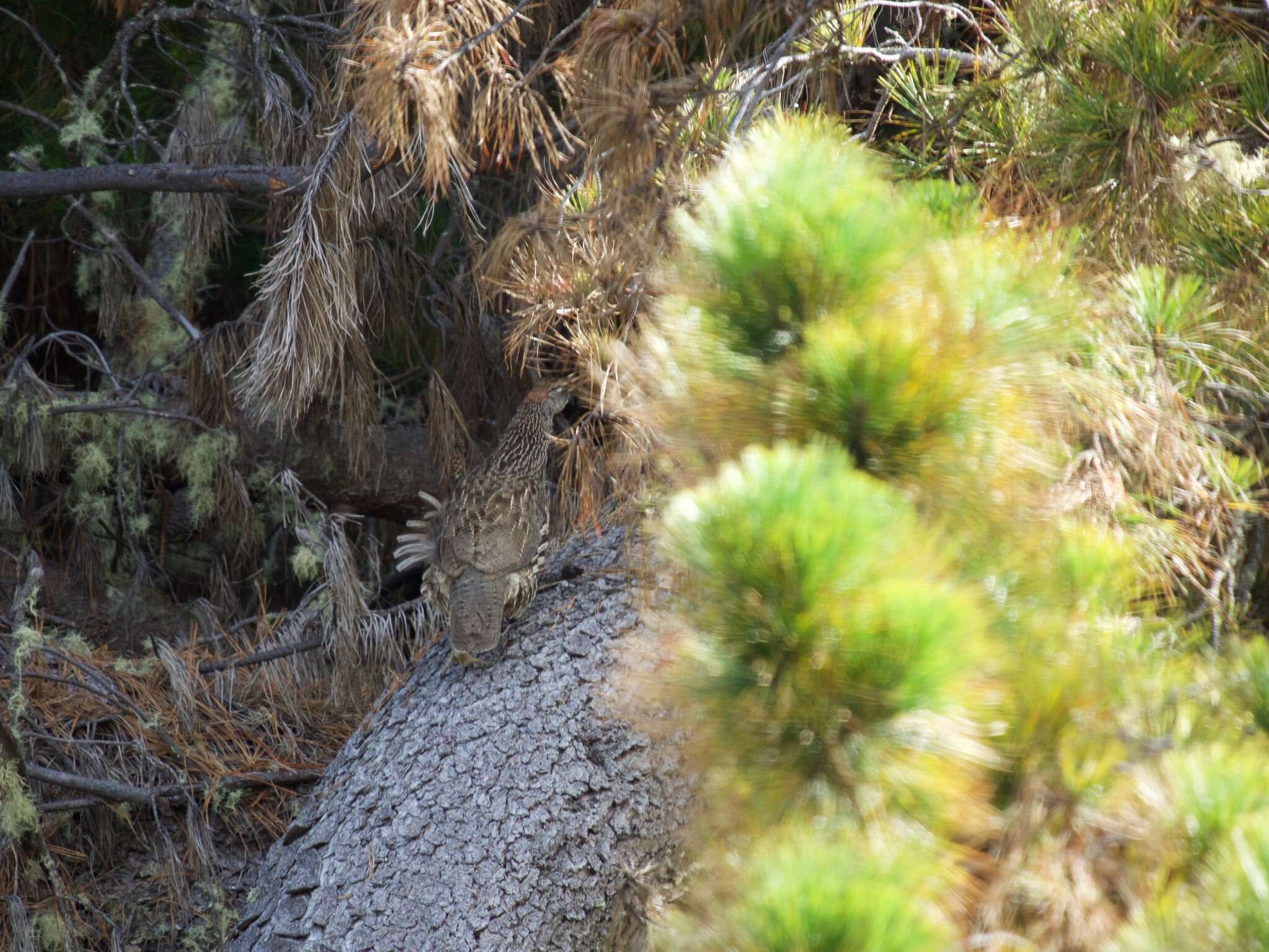 Image of Erckel's Francolin