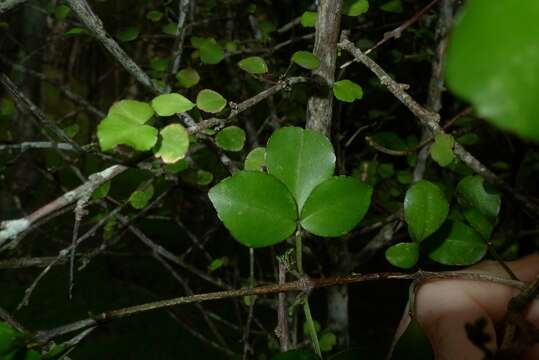 Image of Melicope mantellii Buchanan