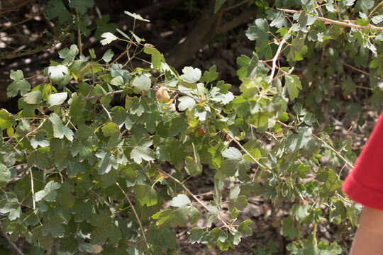 Image of Ribes aureum var. aureum