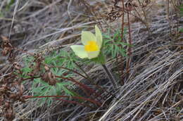 Image of Pulsatilla patens subsp. angustifolia (Turcz.) Grey-Wilson