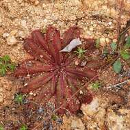 Drosera major的圖片