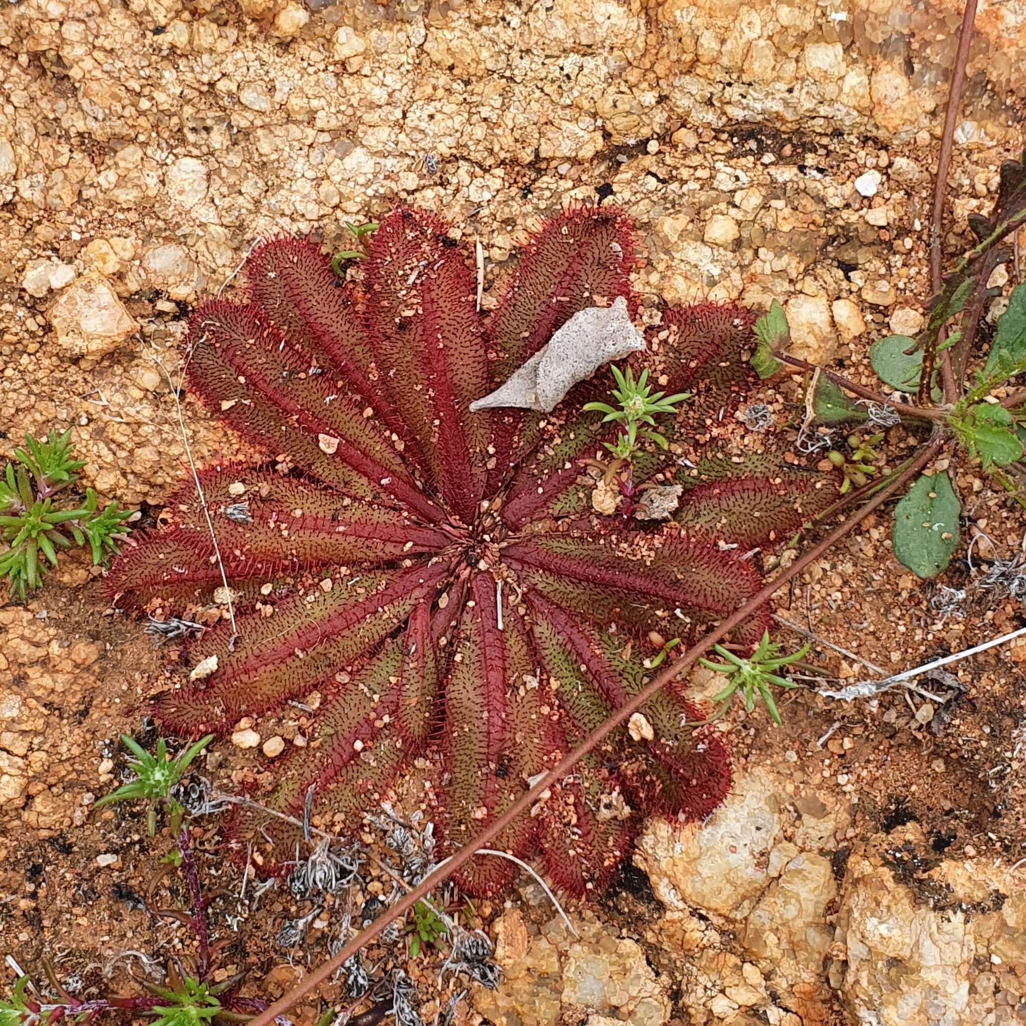 Drosera major的圖片