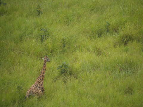 Image of Kordofan giraffe