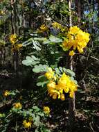 Senna pendula var. glabrata (Vogel) H. S. Irwin & Barneby resmi