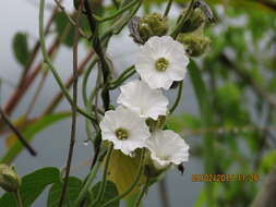 Imagem de Odonellia hirtiflora (M. Mart. & Gal.) K. Robertson