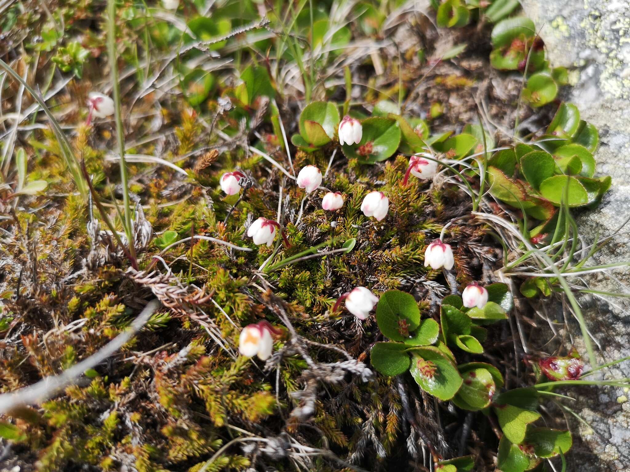 Imagem de Harrimanella hypnoides (L.) Coville