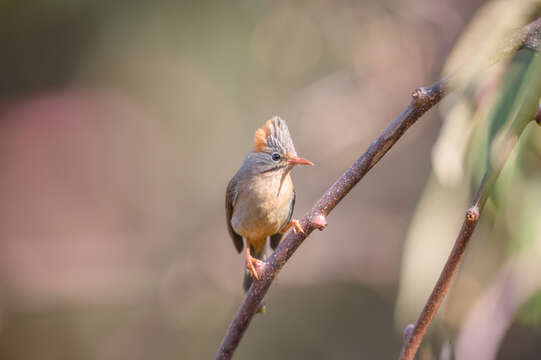 Image de Yuhina à ventre roux