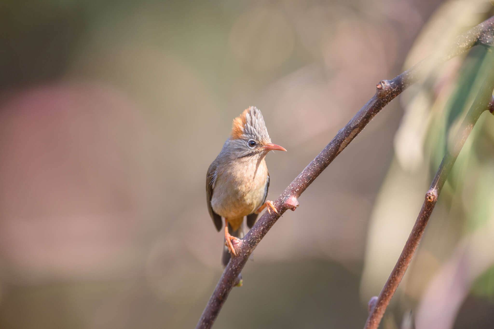 Image of Rufous-vented Yuhina