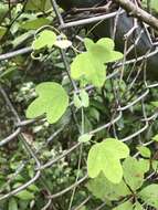 Image of pineland passionflower