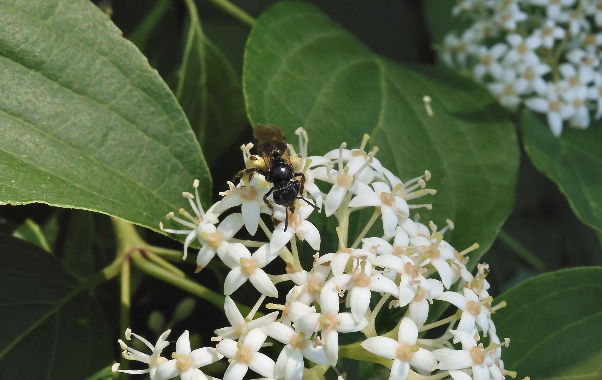 Image of Andrena integra Smith 1853