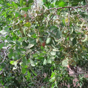 Image of Acacia oraria F. Muell.