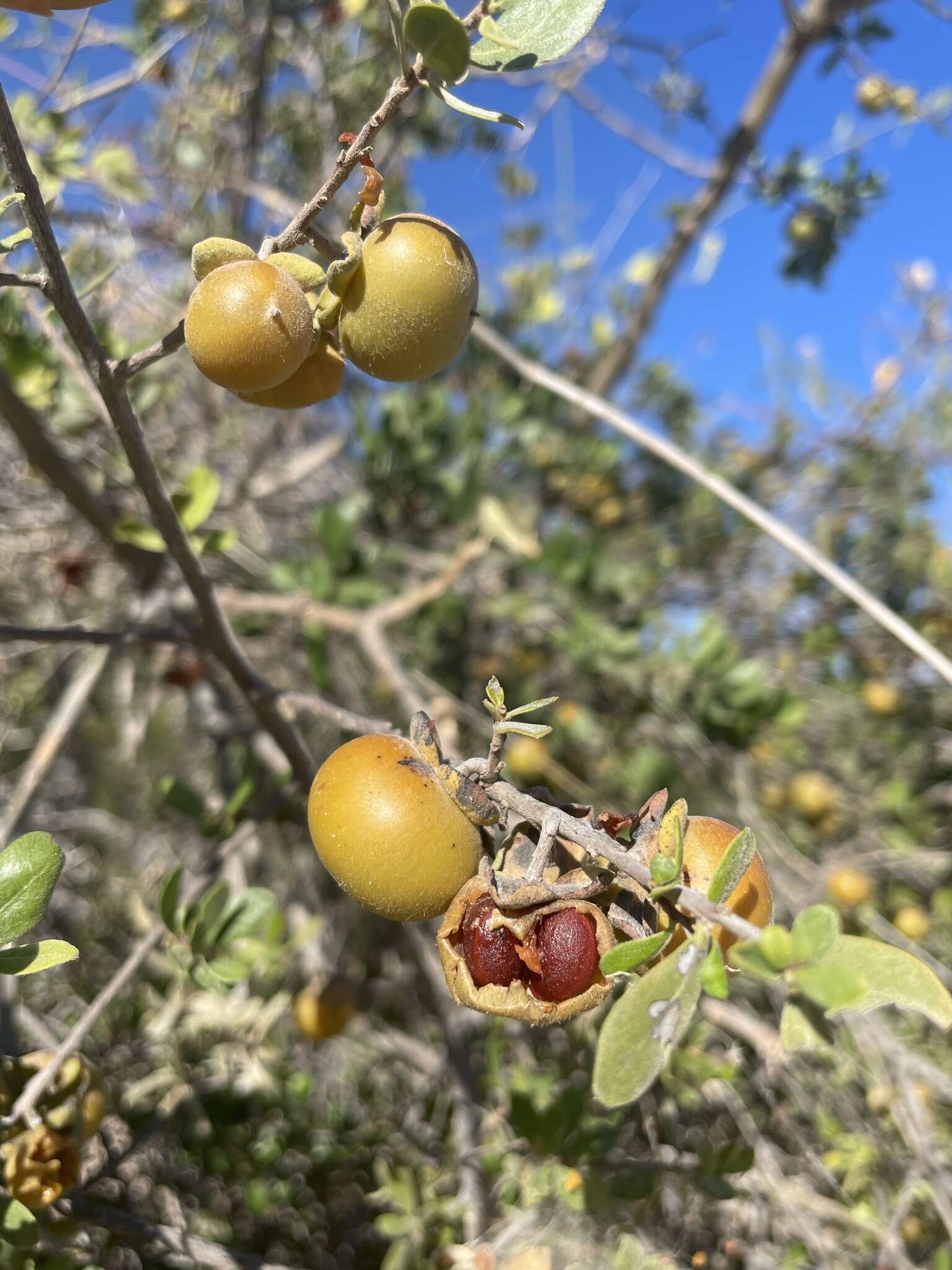 Diospyros intricata (A. Gray) Standl.的圖片