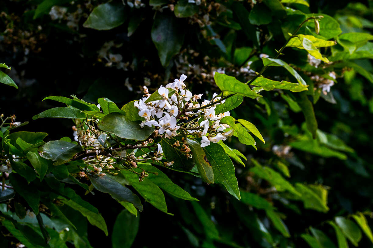 Image of Baphia racemosa (Hochst.) Baker