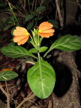 Imagem de Crossandra fruticulosa Lindau