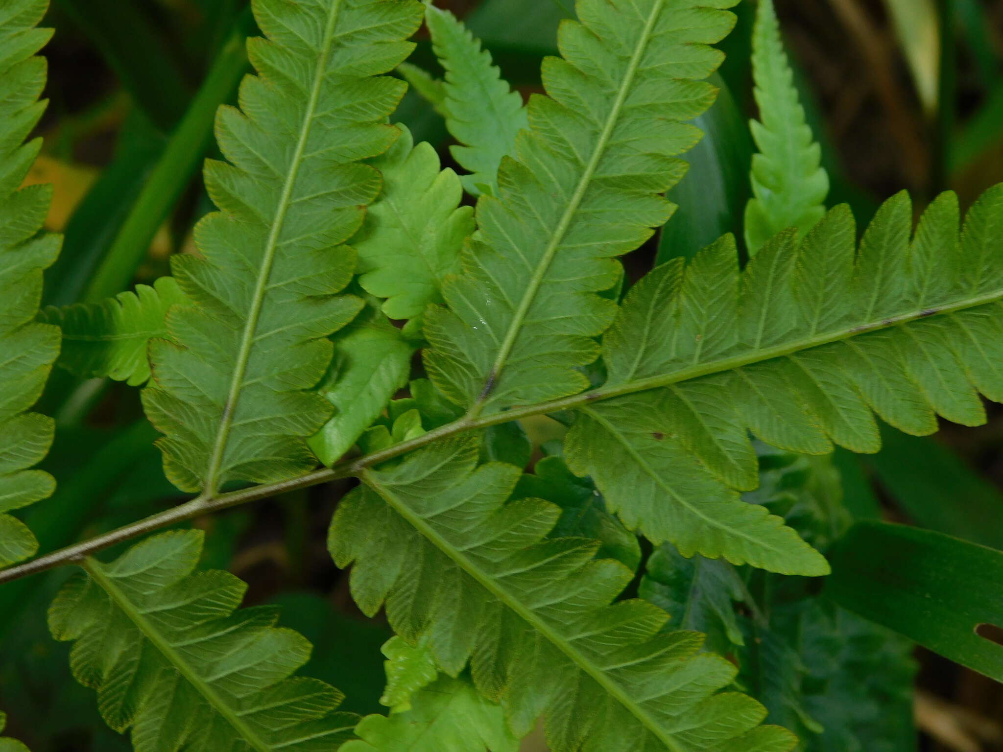 Image of Jeweled Maiden Fern