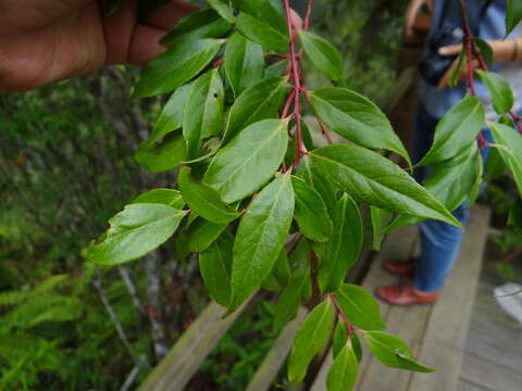 Image of <i>Vaccinium randaiense</i>