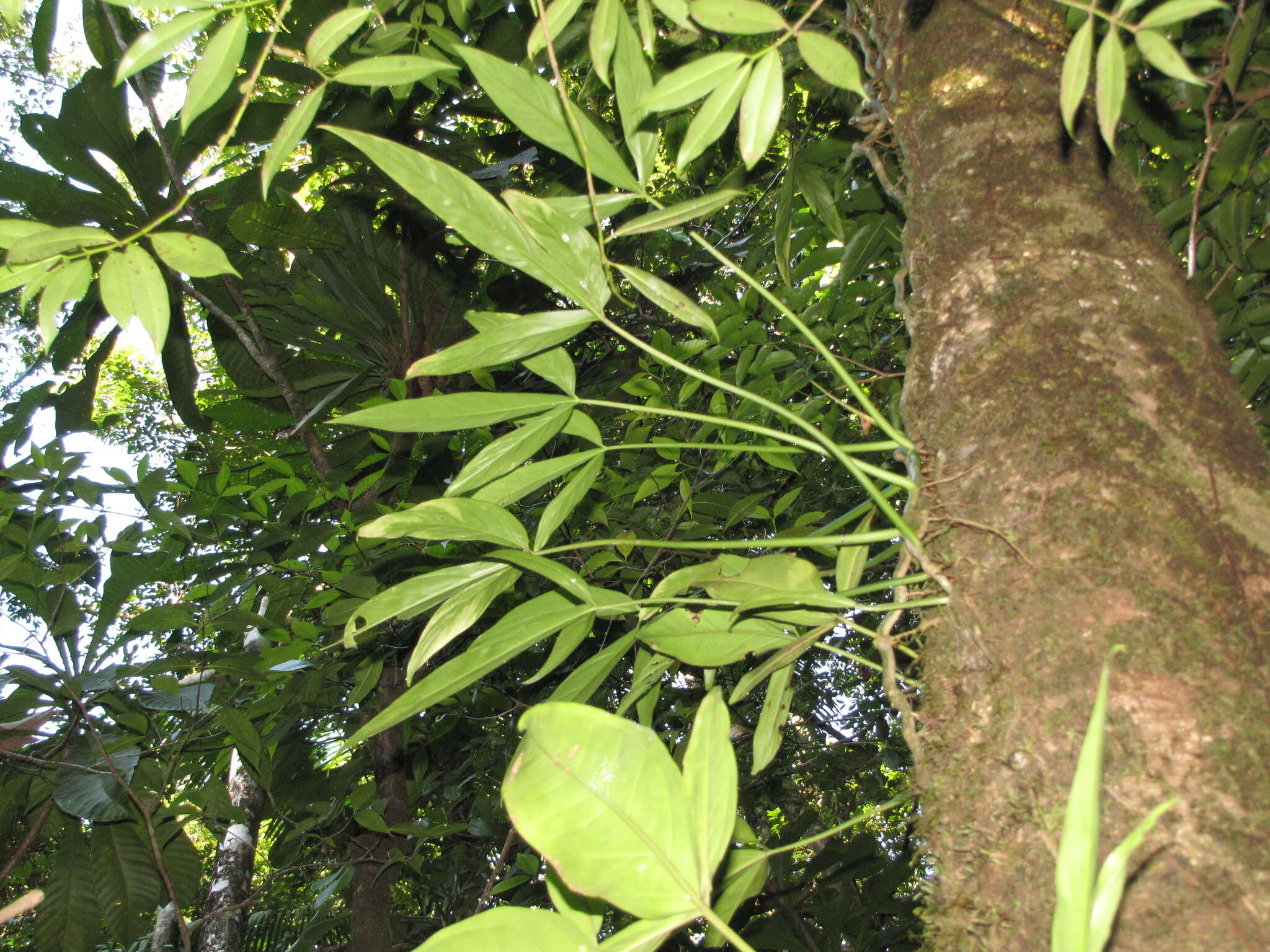 Imagem de Philodendron tripartitum (Jacq.) Schott