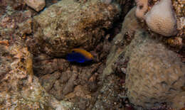 Image of Ocellate damselfish