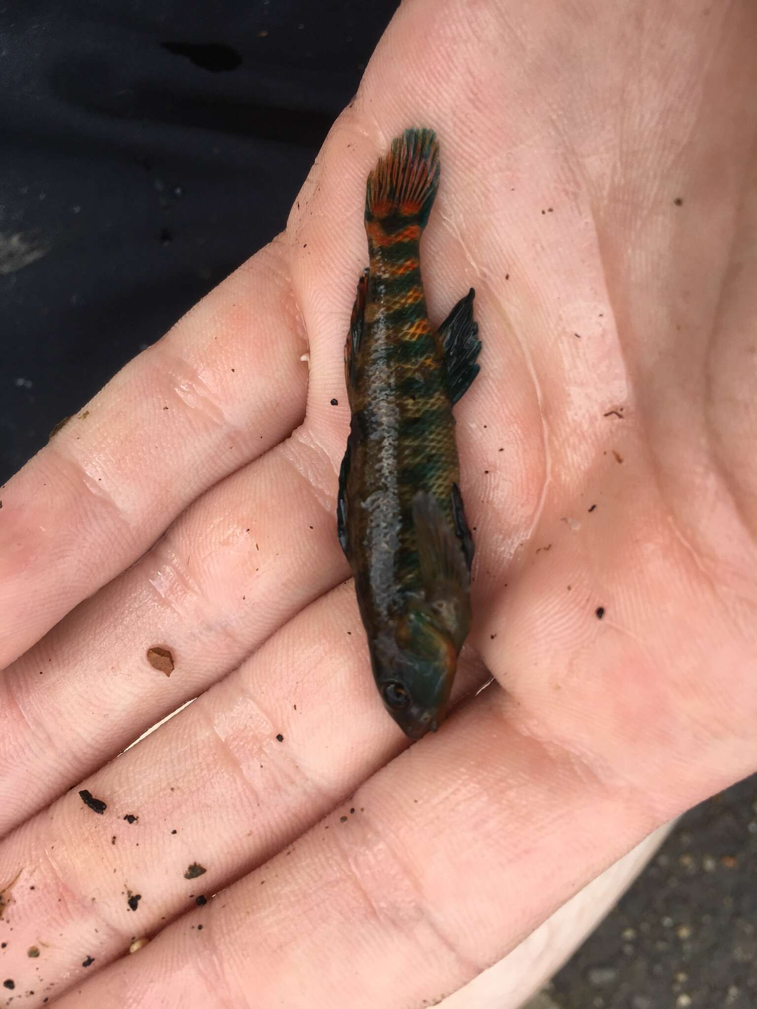 Image of Rainbow Darter