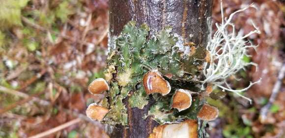 Image of Pimpled kidney lichen