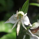 Image of Habenaria foliosa A. Rich.