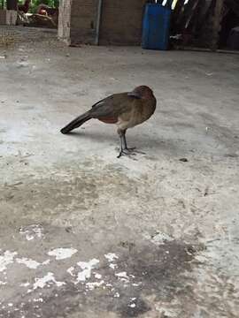 Image of Rufous-headed Chachalaca