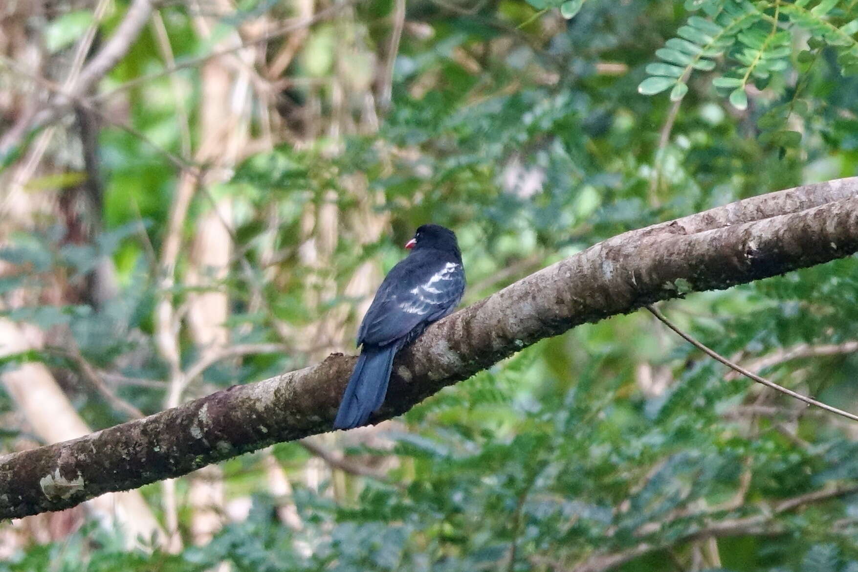 Image of Black Nunbird