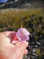 Gladiolus bullatus Thunb. ex G. J. Lewis resmi