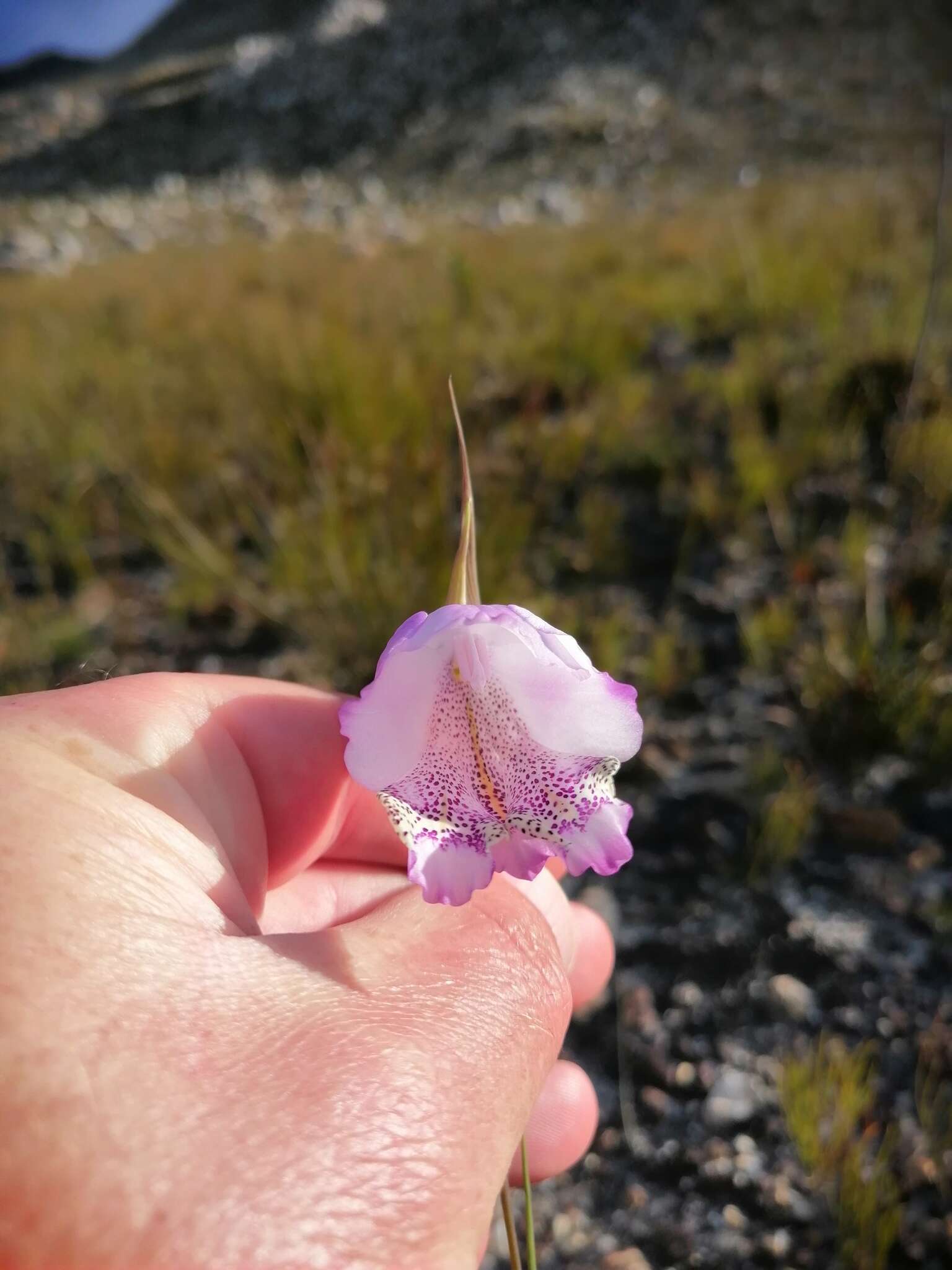 Imagem de Gladiolus bullatus Thunb. ex G. J. Lewis