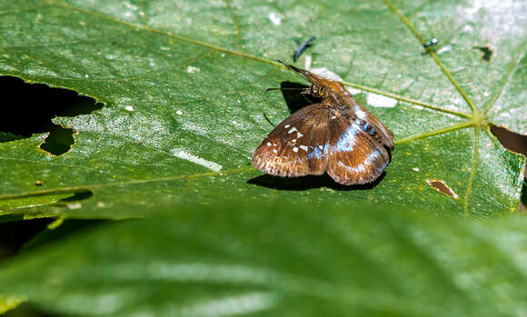 Image de Quadrus contubernalis Mabille 1883