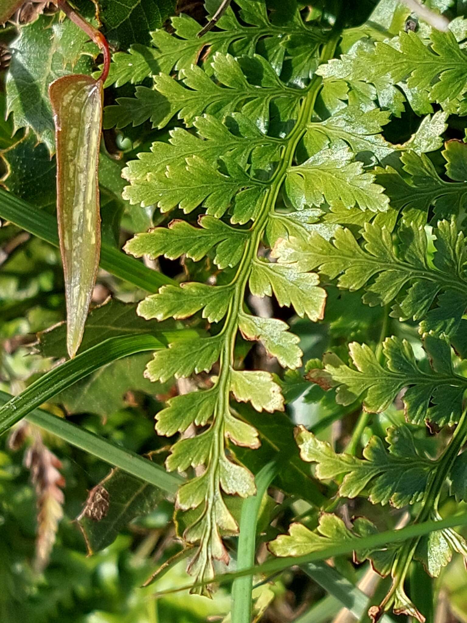 Imagem de Asplenium adiantum-nigrum subsp. adiantum-nigrum