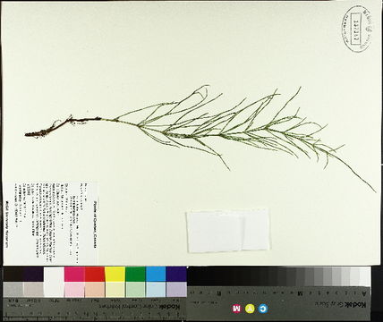 Image of field horsetail