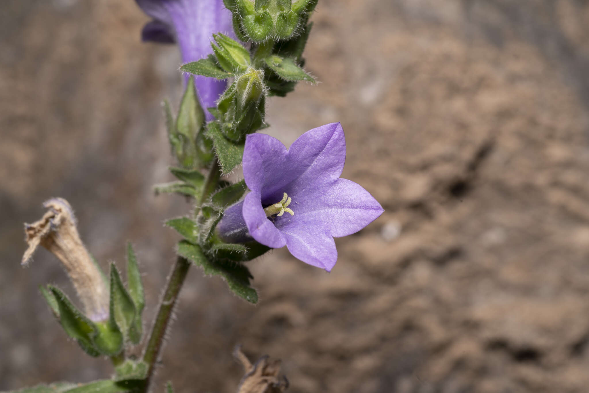 Image de Campanula hagielia Boiss.