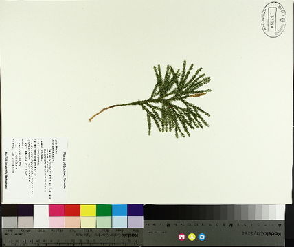 Image of rare clubmoss