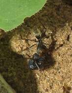 صورة Camponotus cinctellus (Gerstaecker 1859)