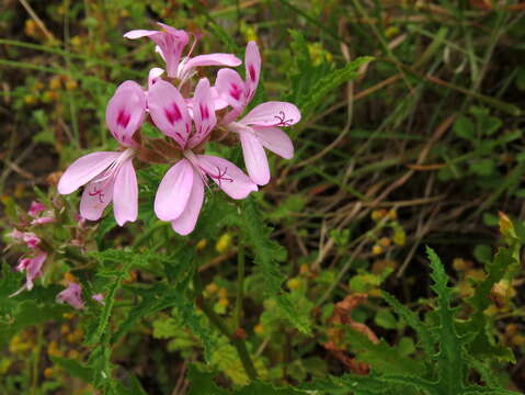 Imagem de Pelargonium glutinosum (Jacq.) L'Her.