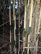 Image of arrow bamboo