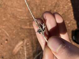 Слика од Eragrostis australasica (Steud.) C. E. Hubb.