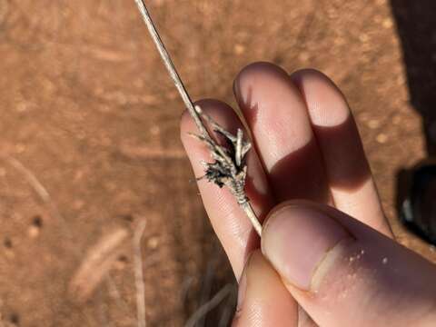 Image of Eragrostis australasica (Steud.) C. E. Hubb.