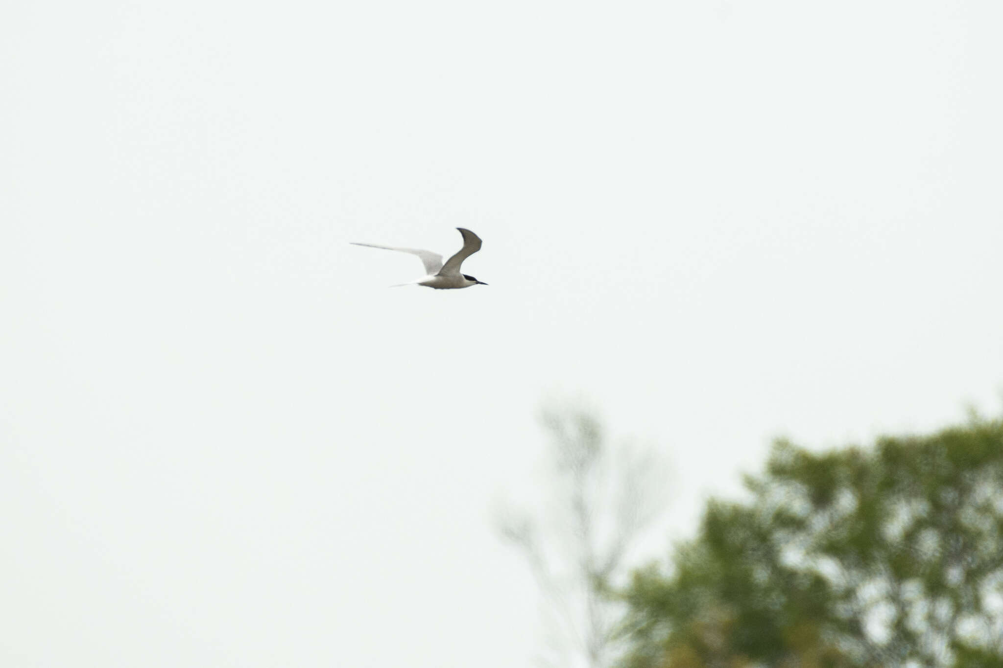 Sivun Sterna hirundo longipennis Nordmann 1835 kuva