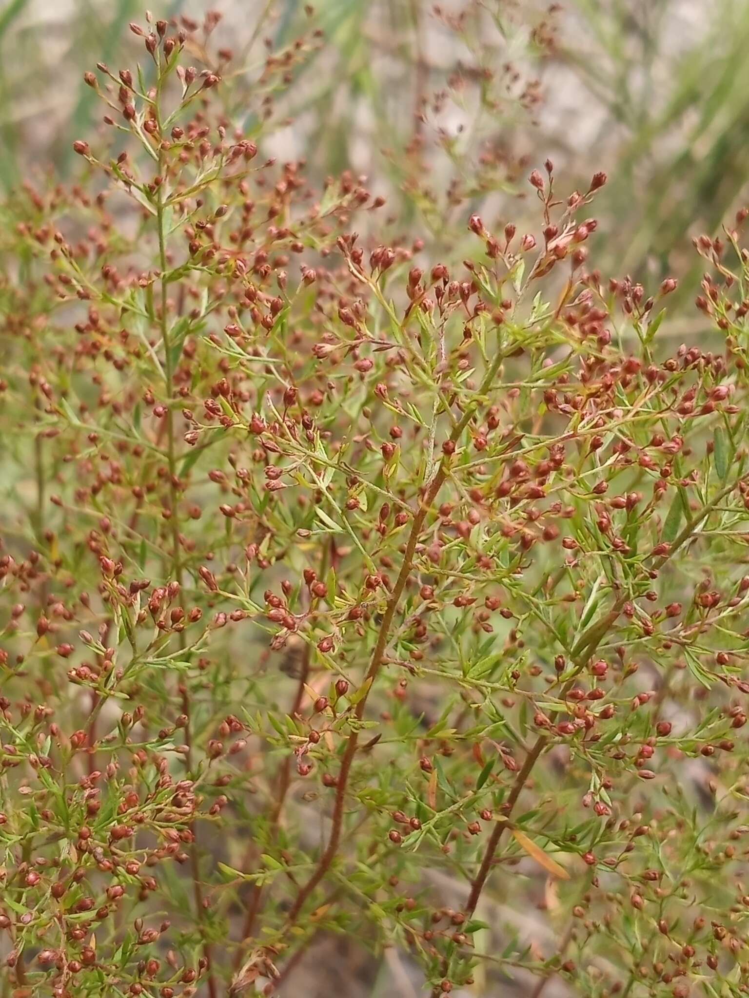 Image of Illinois pinweed