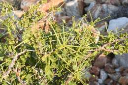 Image of Pelargonium spinosum Willd.