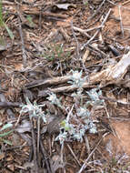 Image of silver pygmycudweed