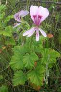 Image of Pelargonium greytonense J. J. A. Van der Walt