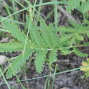 Image of <i>Potentilla lasiodonta</i>