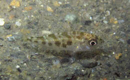 Image of Black-tipped Silver-biddy