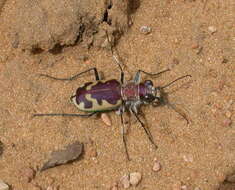 Image of Beautiful tiger beetle