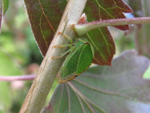 Image of Buffalo treehopper