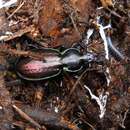 Image of Carabus (Nesaeocarabus) abbreviatus Brullé 1835